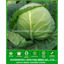 JC02 Angle Dark green mid-early mature hybrid cabbage seeds planting seeds f1